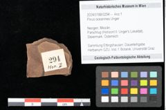 Foto (Objekt + Etikett) von Pinus oceanines Unger (NHMW-GEO-2024-0188-0294)